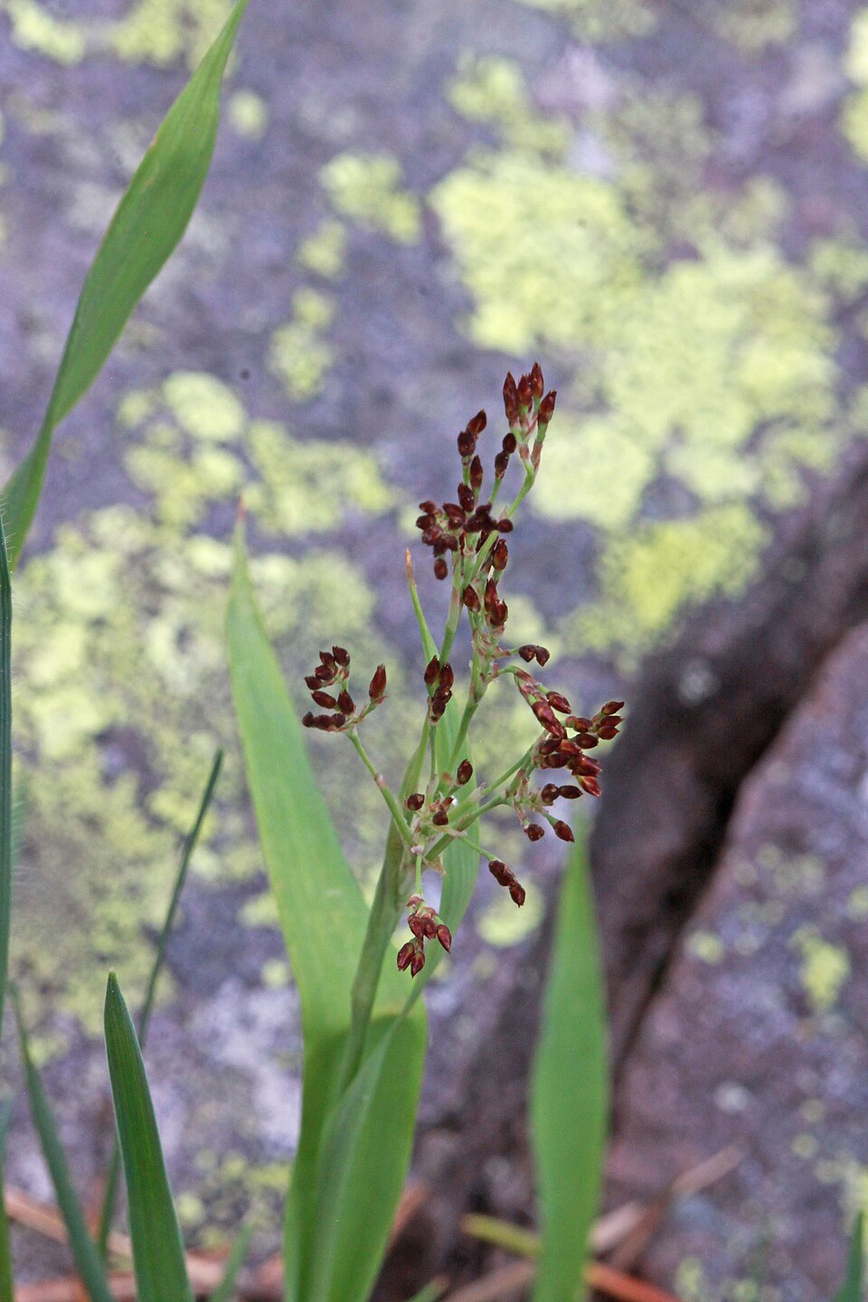 Luzula parviflora (small-flowered wood rush)