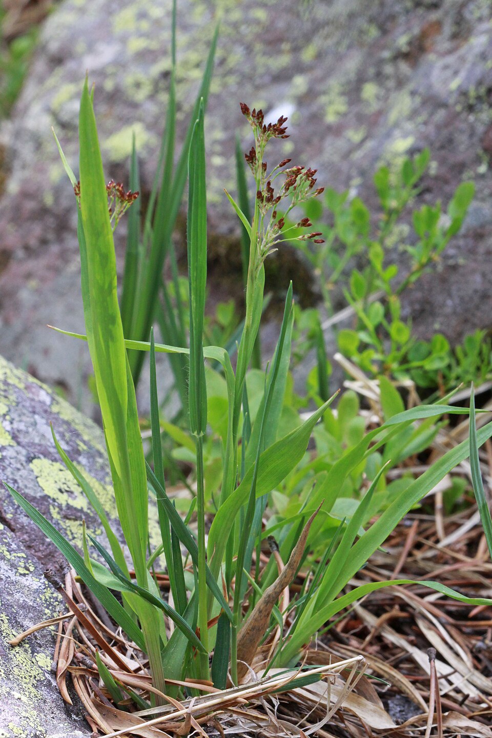 Luzula parviflora (small-flowered wood rush)