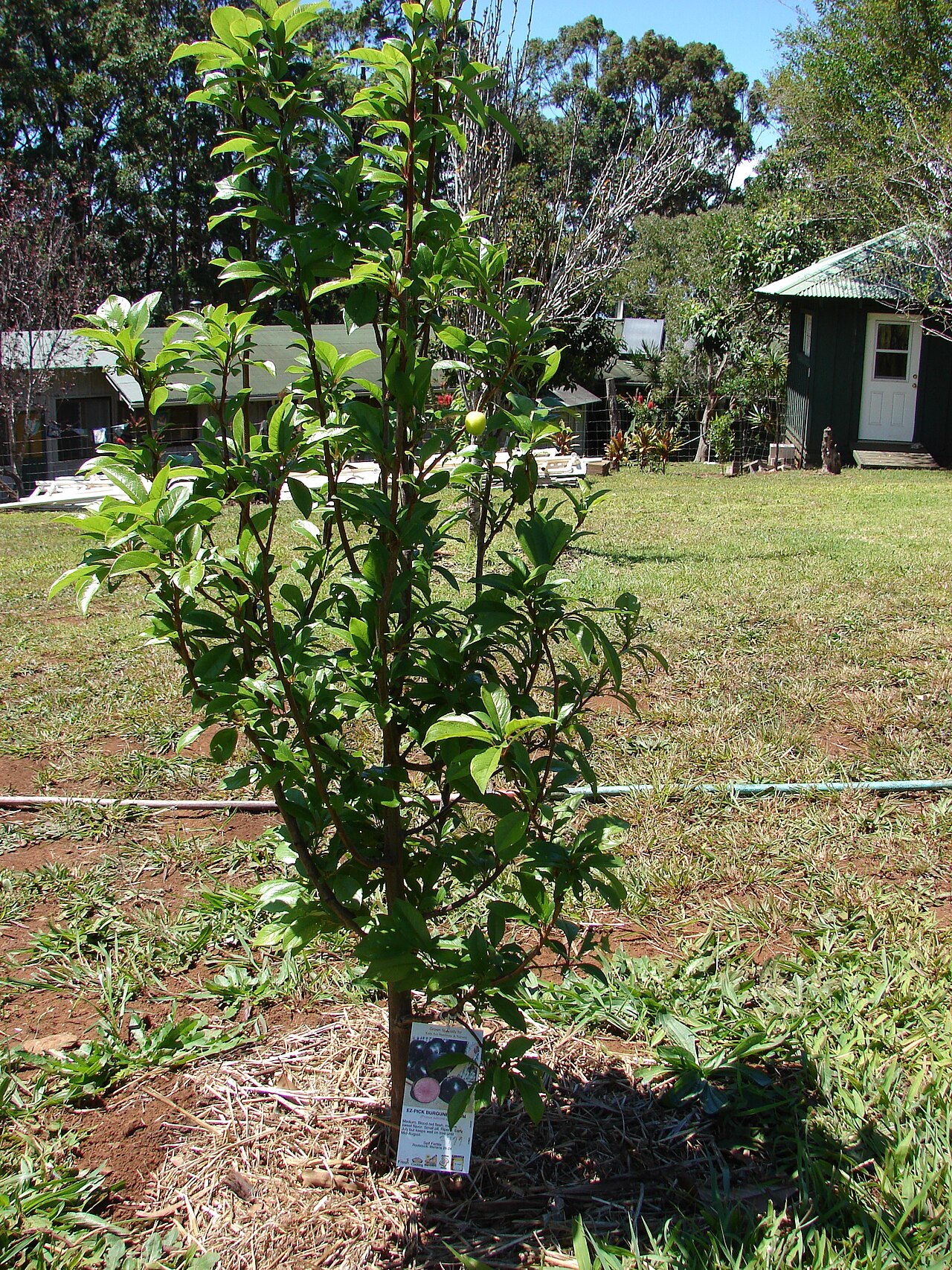 Prunus salicina, Chinese plum — spreading deciduous (Rosaceae) (image 7 of 10)