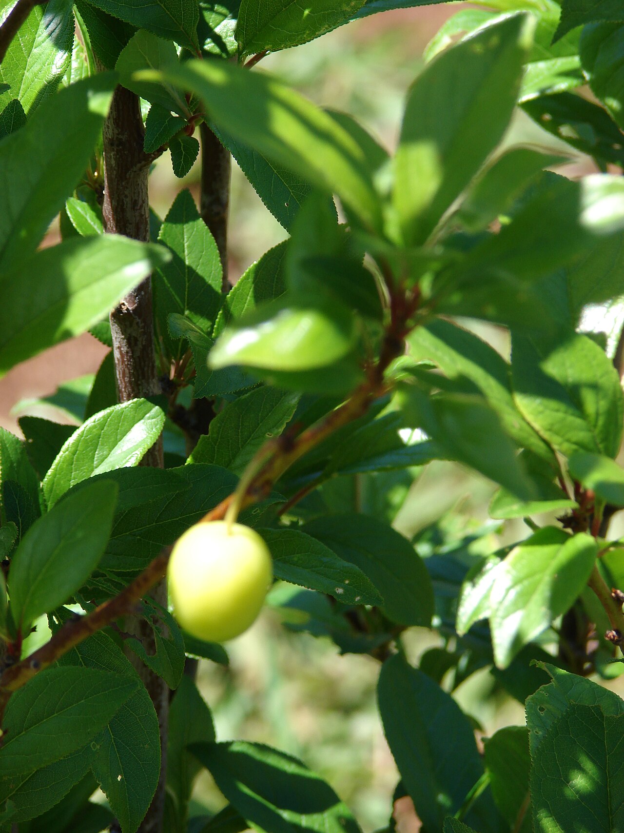 Prunus salicina, Chinese plum — spreading deciduous (Rosaceae) (image 8 of 10)