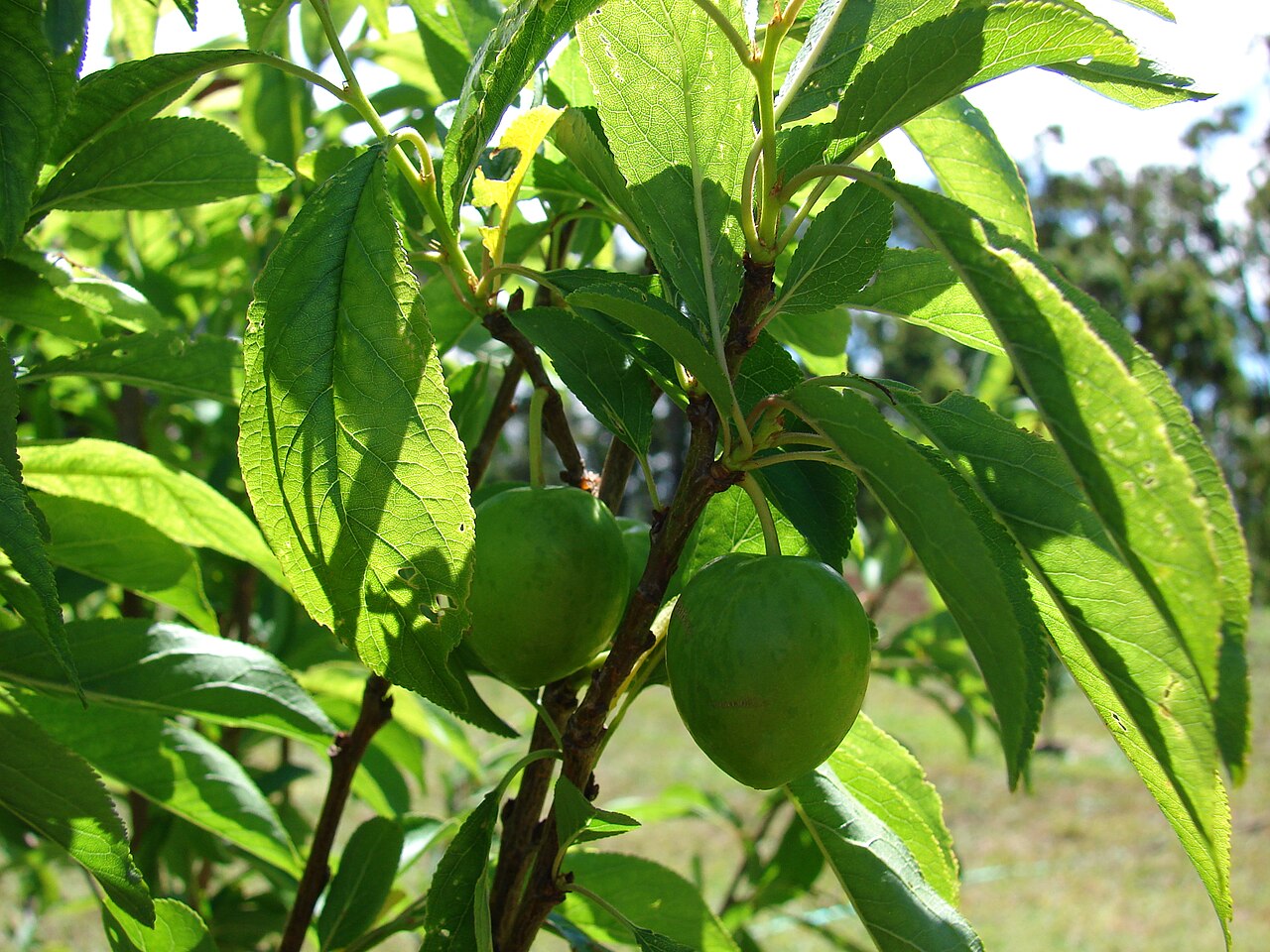 Prunus salicina, Chinese plum — spreading deciduous (Rosaceae) (image 9 of 10)