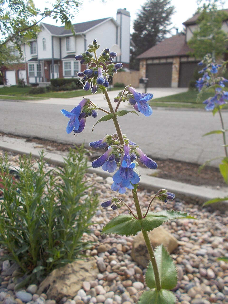 Penstemon ovatus (Broad-leafed Penstemon) (alternate view 8)