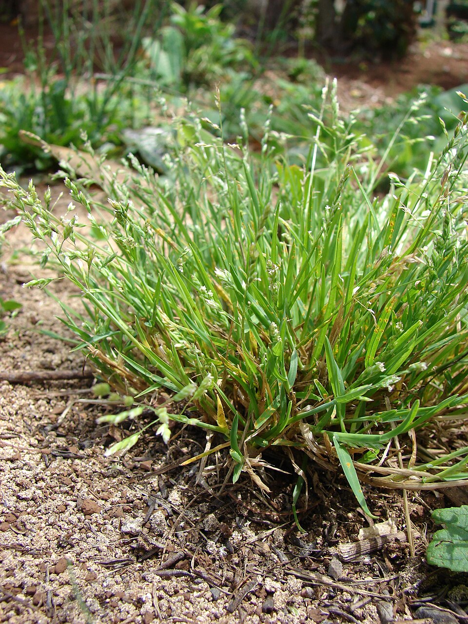 Poa annua (annual bluegrass) (alternate view 7)