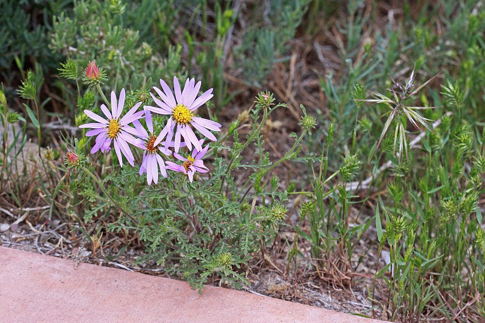 Machaeranthera tanacetifolia (Tahoka daisy) (alternate view 4)