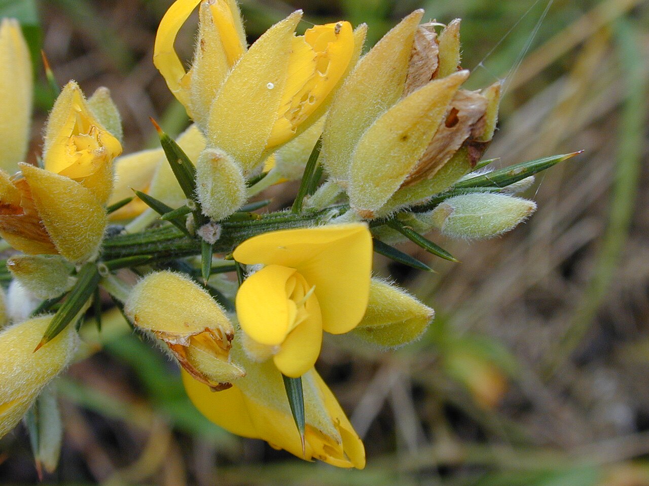 Ulex europaeus (gorse)