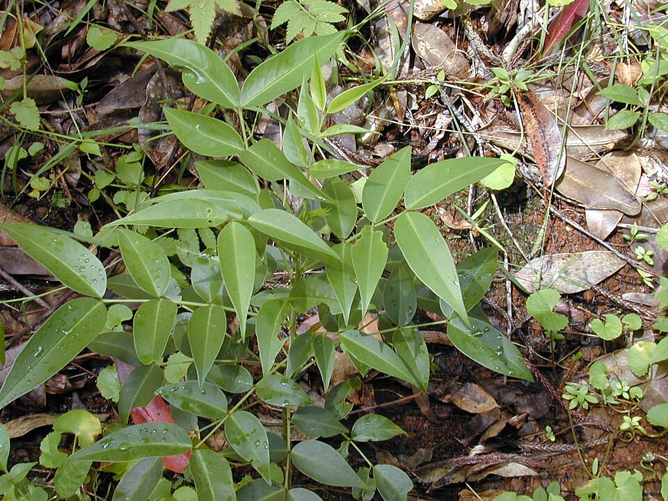 Senna septemtrionalis (Arsenic Bush) (alternate view 7)