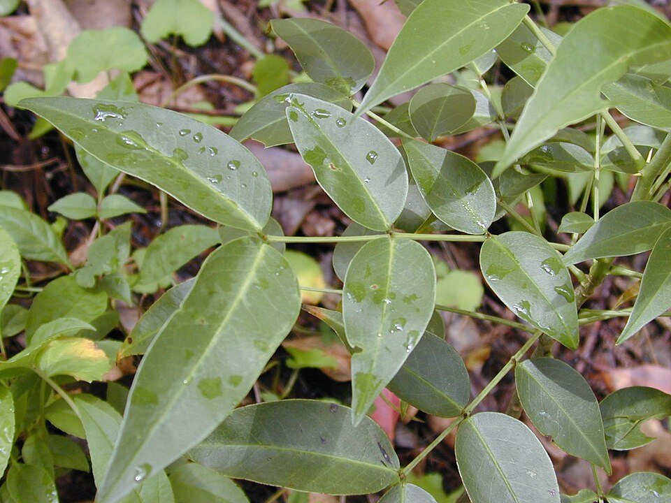 Senna septemtrionalis (Arsenic Bush) (alternate view 8)