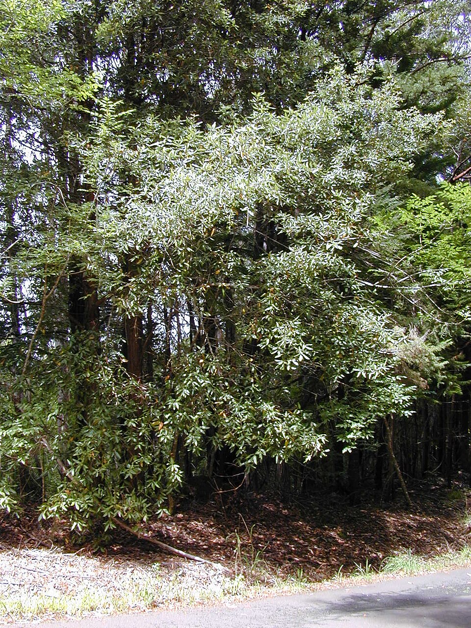 Syncarpia glomulifera (Turpentine) (alternate view 8)