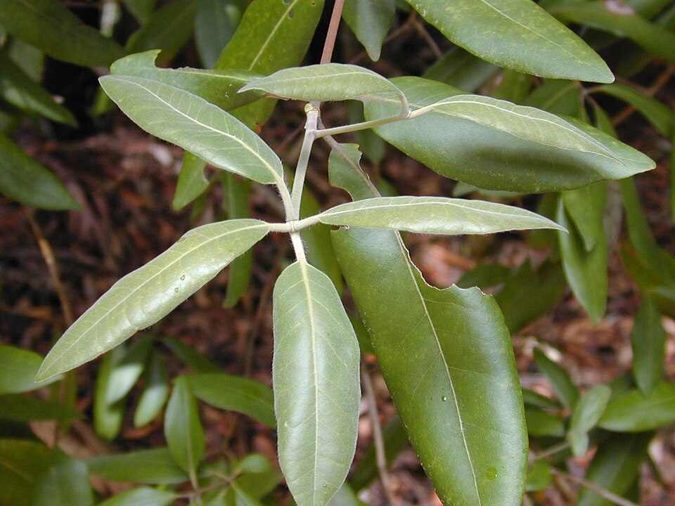 Syncarpia glomulifera (Turpentine) (alternate view 9)