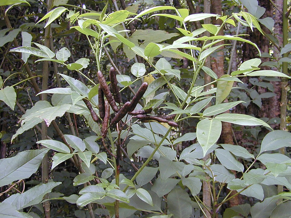 Senna septemtrionalis (Arsenic Bush) (alternate view 9)