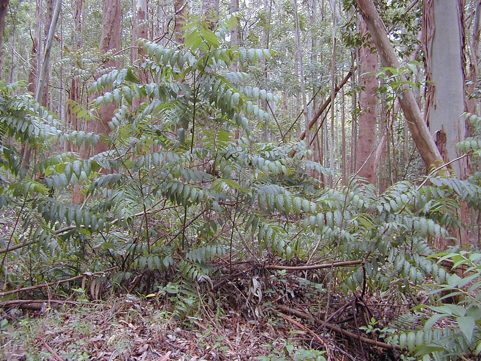 Toona ciliata (Australian Red Cedar) (alternate view 3)