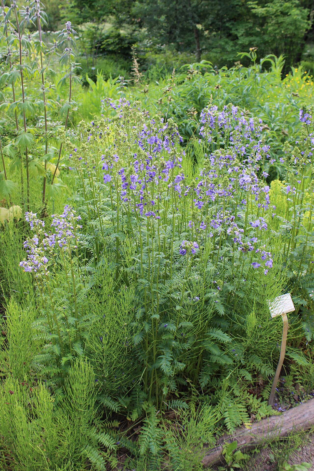 Polemonium caeruleum, Jacob's ladder — clumping deciduous (Polemoniaceae) (image 8 of 10)