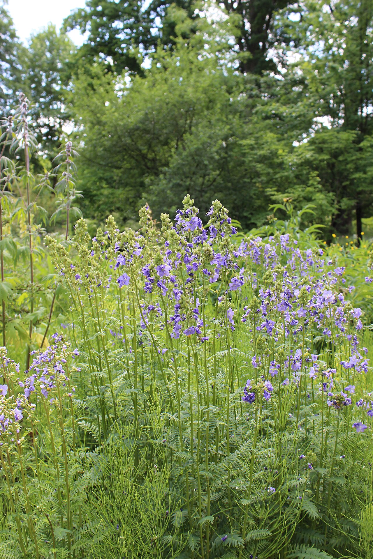 Polemonium caeruleum, Jacob's ladder — clumping deciduous (Polemoniaceae) (image 9 of 10)