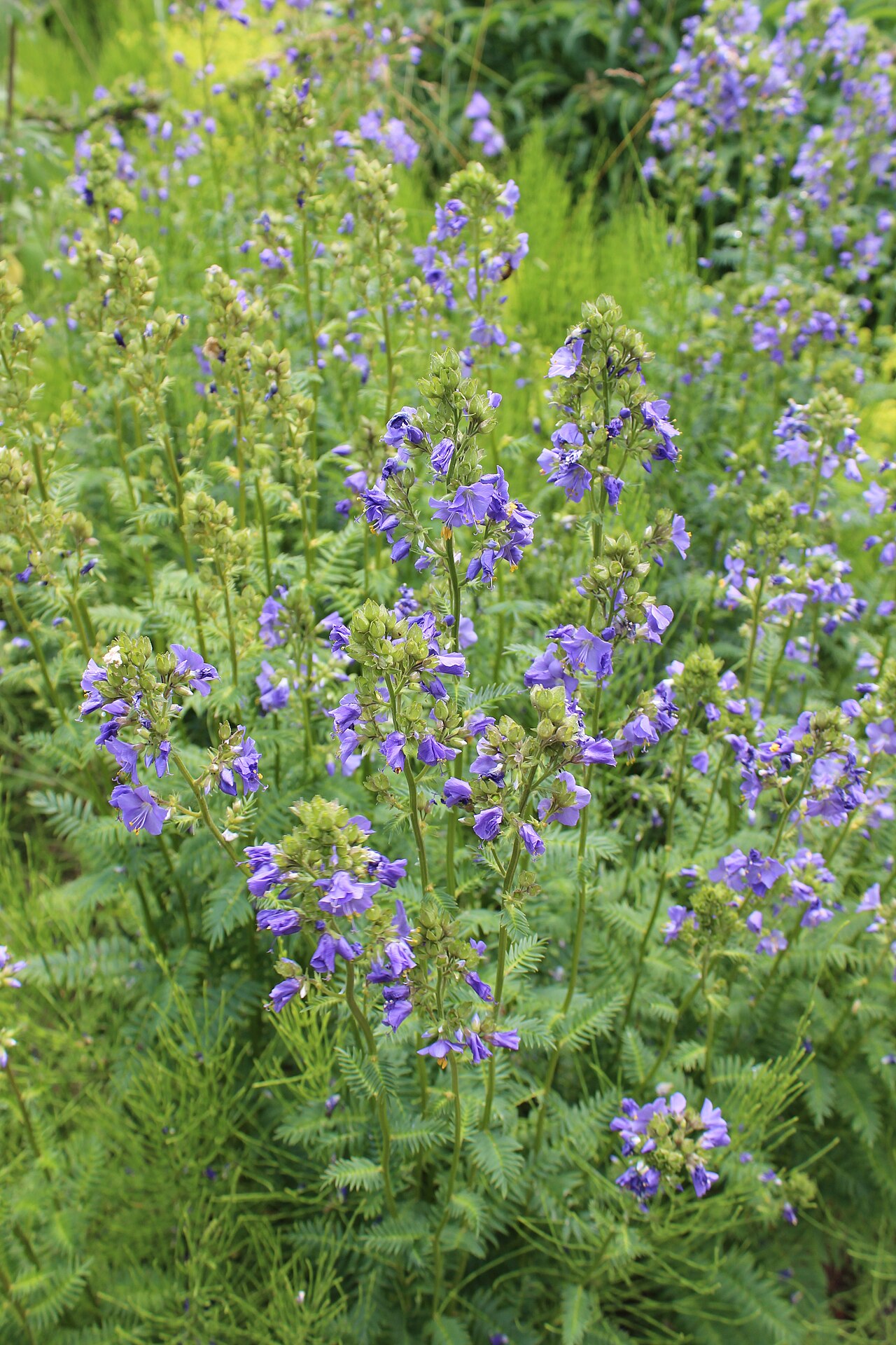 Polemonium caeruleum, Jacob's ladder — clumping deciduous (Polemoniaceae) (image 10 of 10)