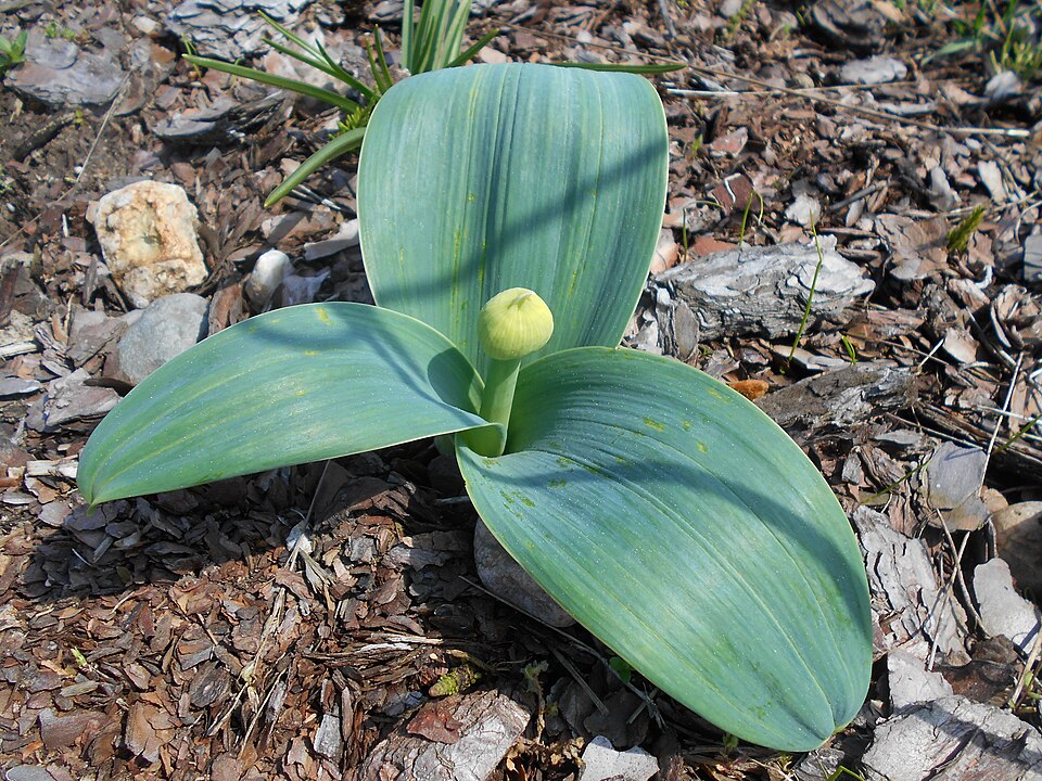 Allium karataviense 'Ivory Queen' (Ivory Queen Allium) (alternate view 3)