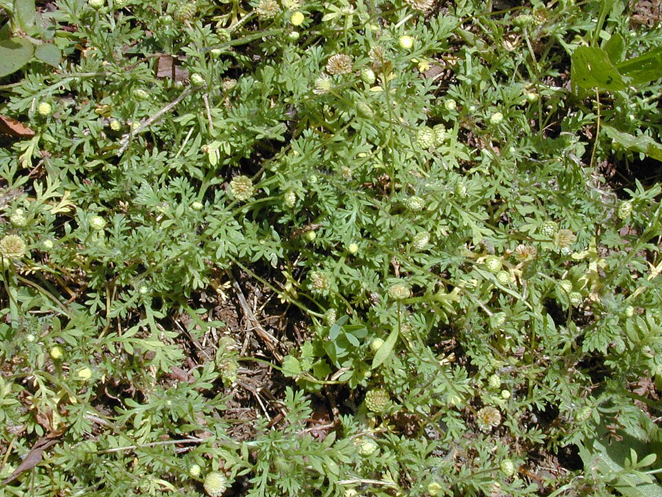 Cotula australis (Common Cotula) (alternate view 5)