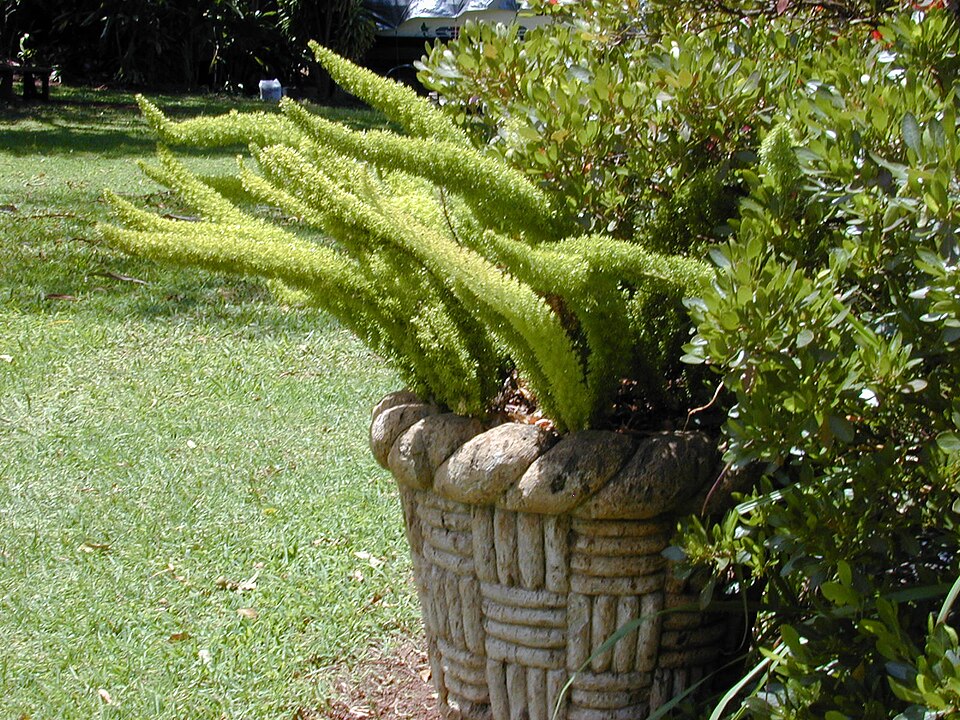 Asparagus densiflorus 'Myersii' (Foxtail Fern)