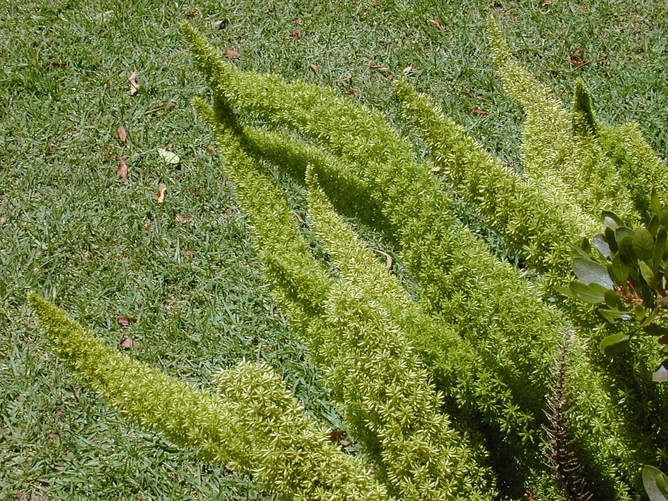 Asparagus densiflorus 'Myersii' (Foxtail Fern) (alternate view 2)