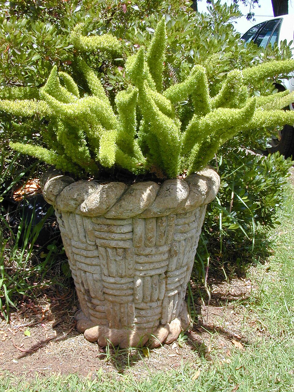Asparagus densiflorus 'Myersii' (Foxtail Fern) (alternate view 3)