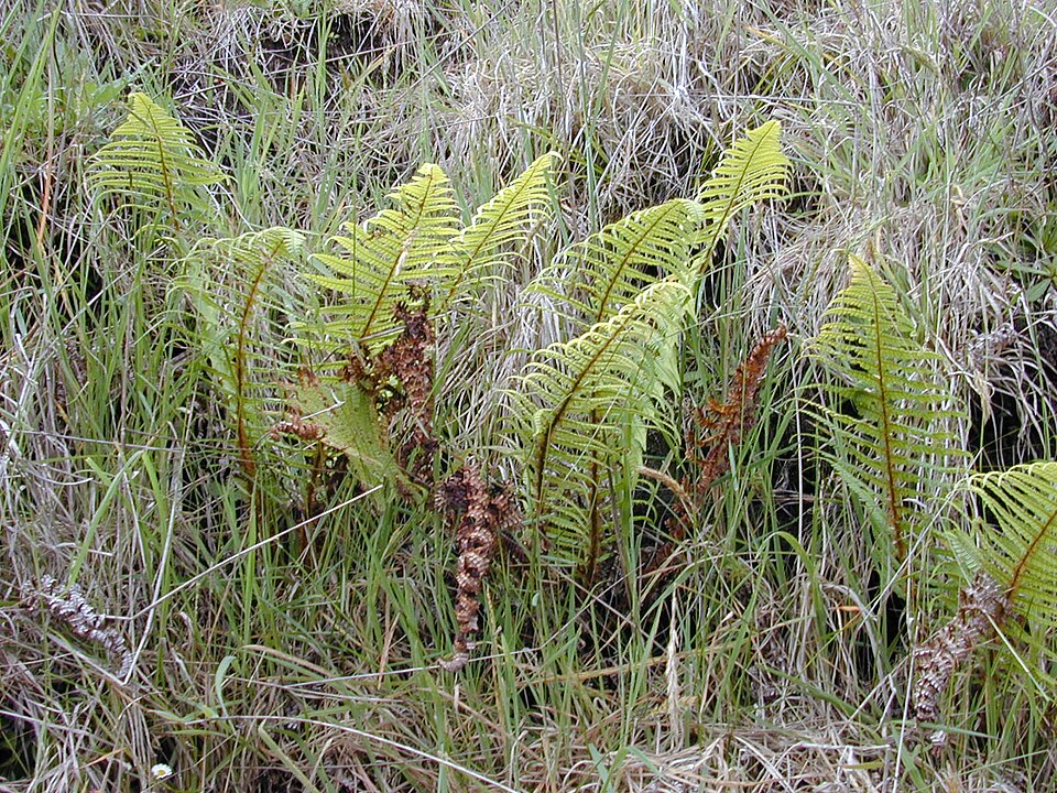 Dryopteris wallichiana (Wallich's Wood Fern)