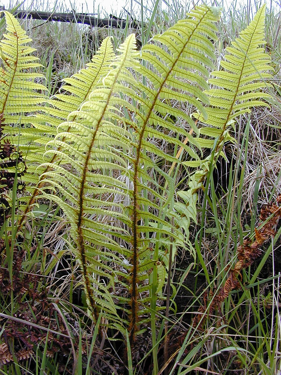 Dryopteris wallichiana (Wallich's Wood Fern)
