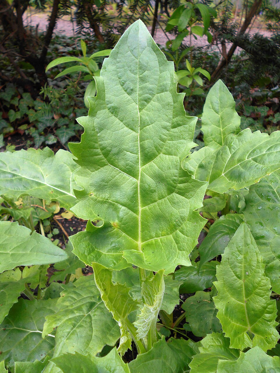 Silphium perfoliatum (cup plant)
