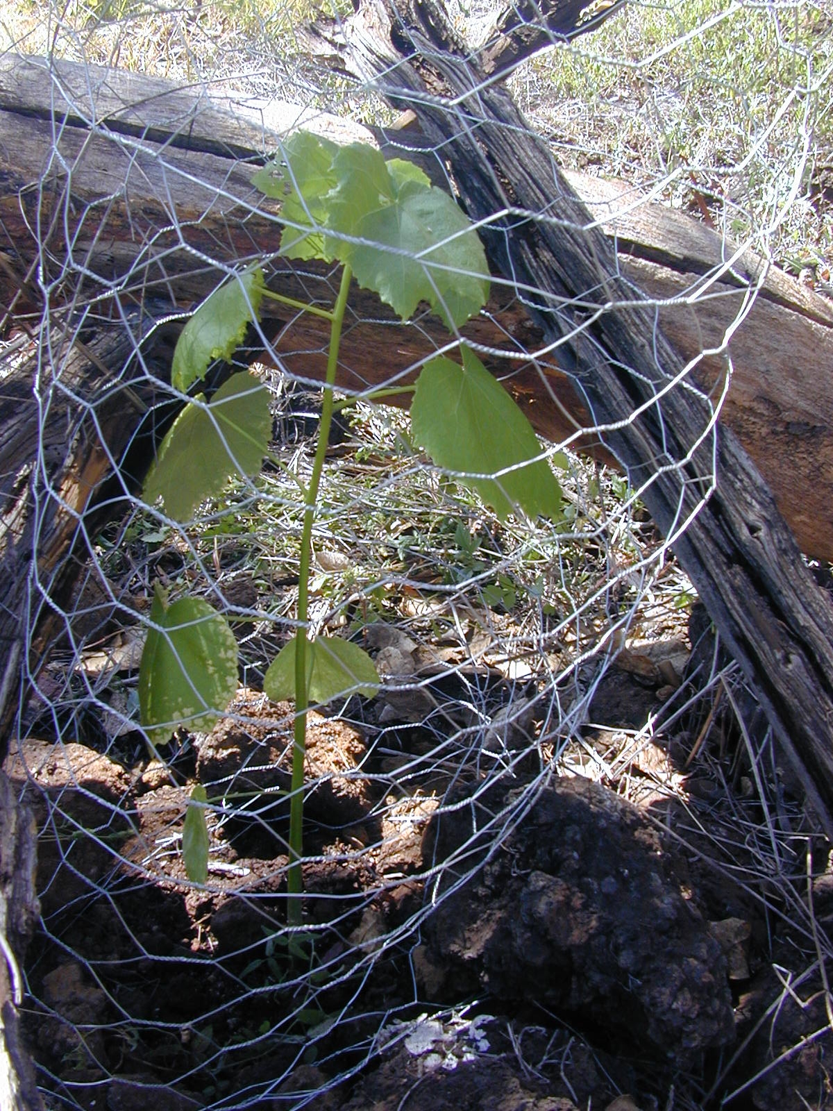 Hibiscus brackenridgei, Hawaiian yellow hibiscus — spreading semi-evergreen (Malvaceae) (image 3 of 9)