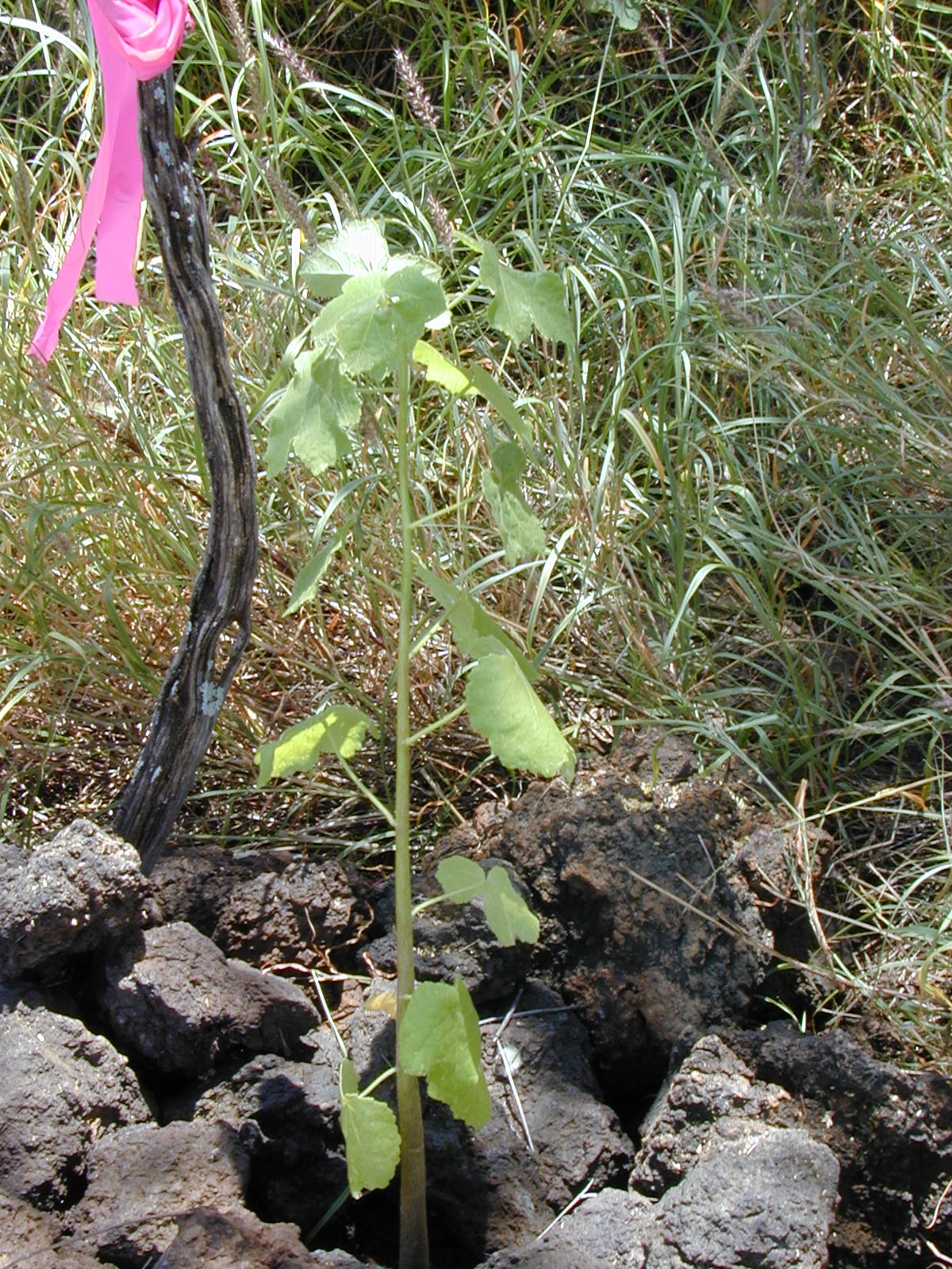 Hibiscus brackenridgei, Hawaiian yellow hibiscus — spreading semi-evergreen (Malvaceae) (image 4 of 9)