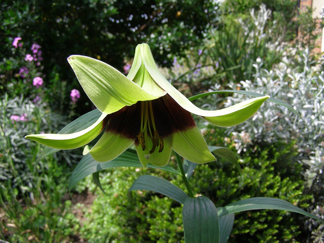 Lilium nepalense (Nepal Lily)