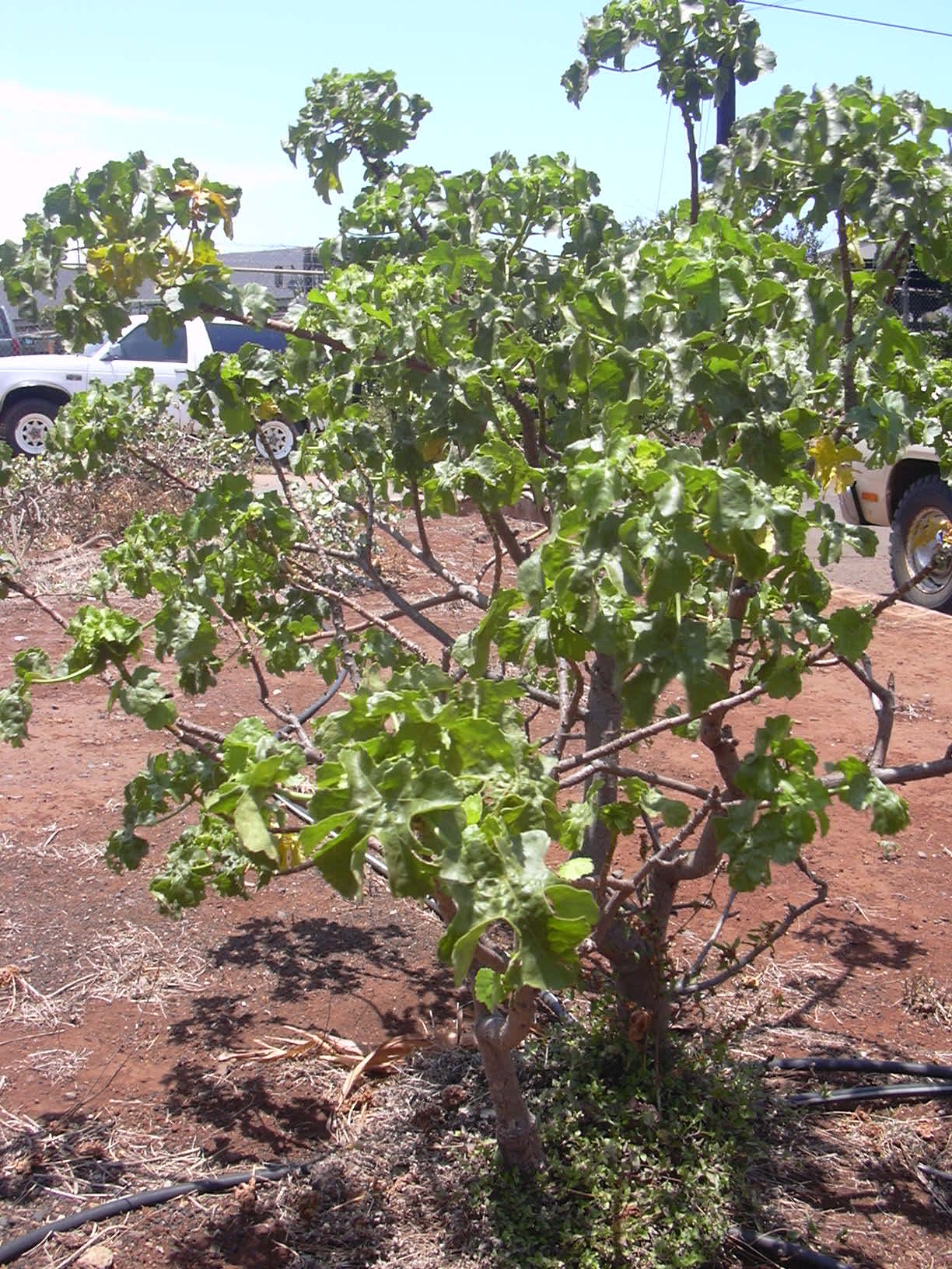 Hibiscus brackenridgei, Hawaiian yellow hibiscus — spreading semi-evergreen (Malvaceae) (image 6 of 9)