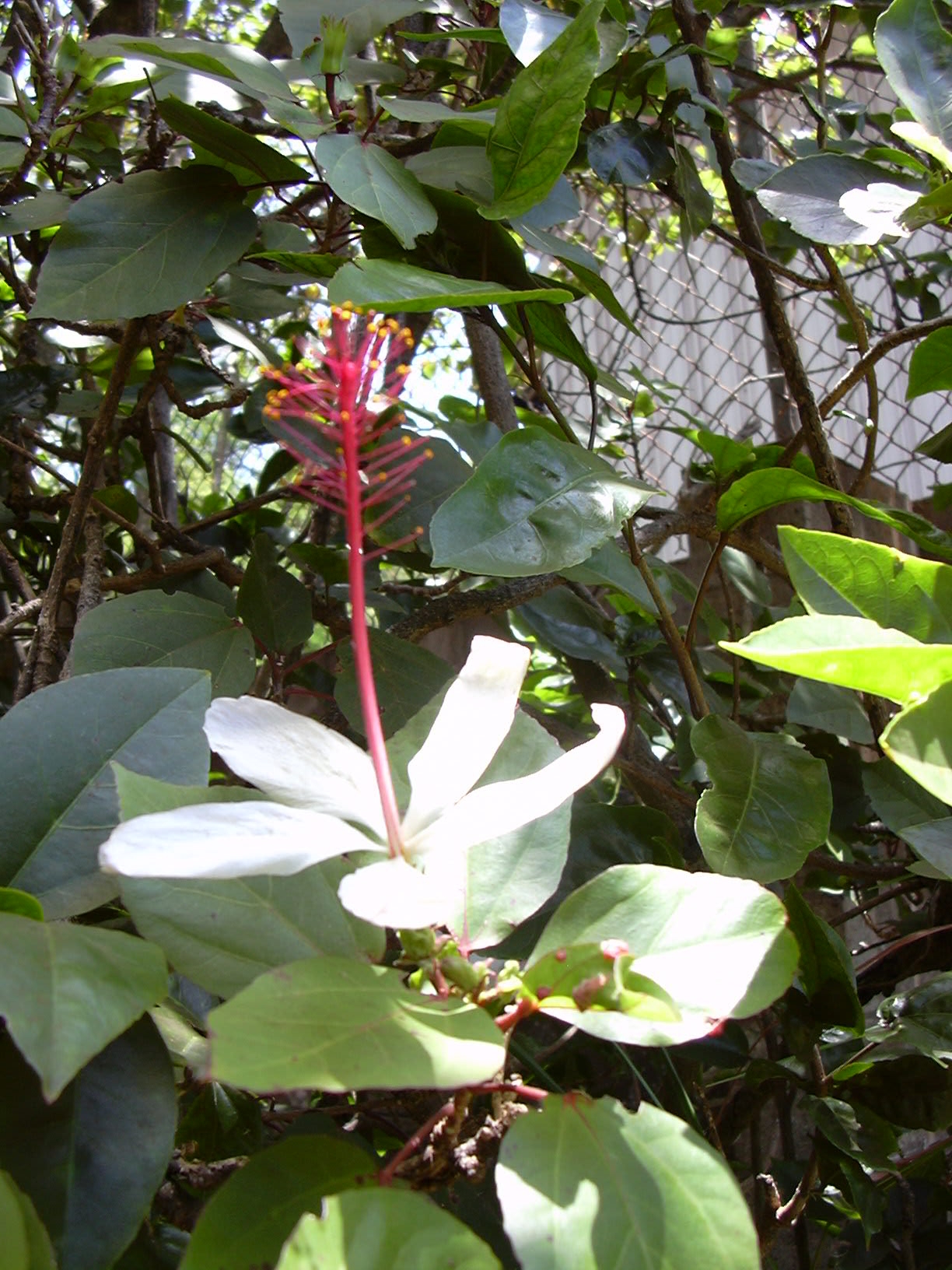 Hibiscus arnottianus, Hawaiian white hibiscus — upright evergreen (Malvaceae) (image 5 of 10)