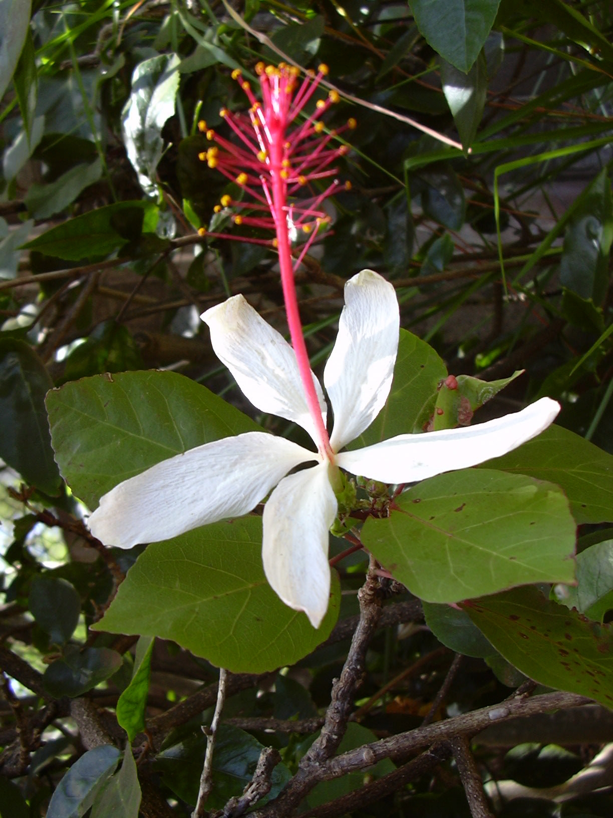 Hibiscus arnottianus, Hawaiian white hibiscus — upright evergreen (Malvaceae) (image 6 of 10)