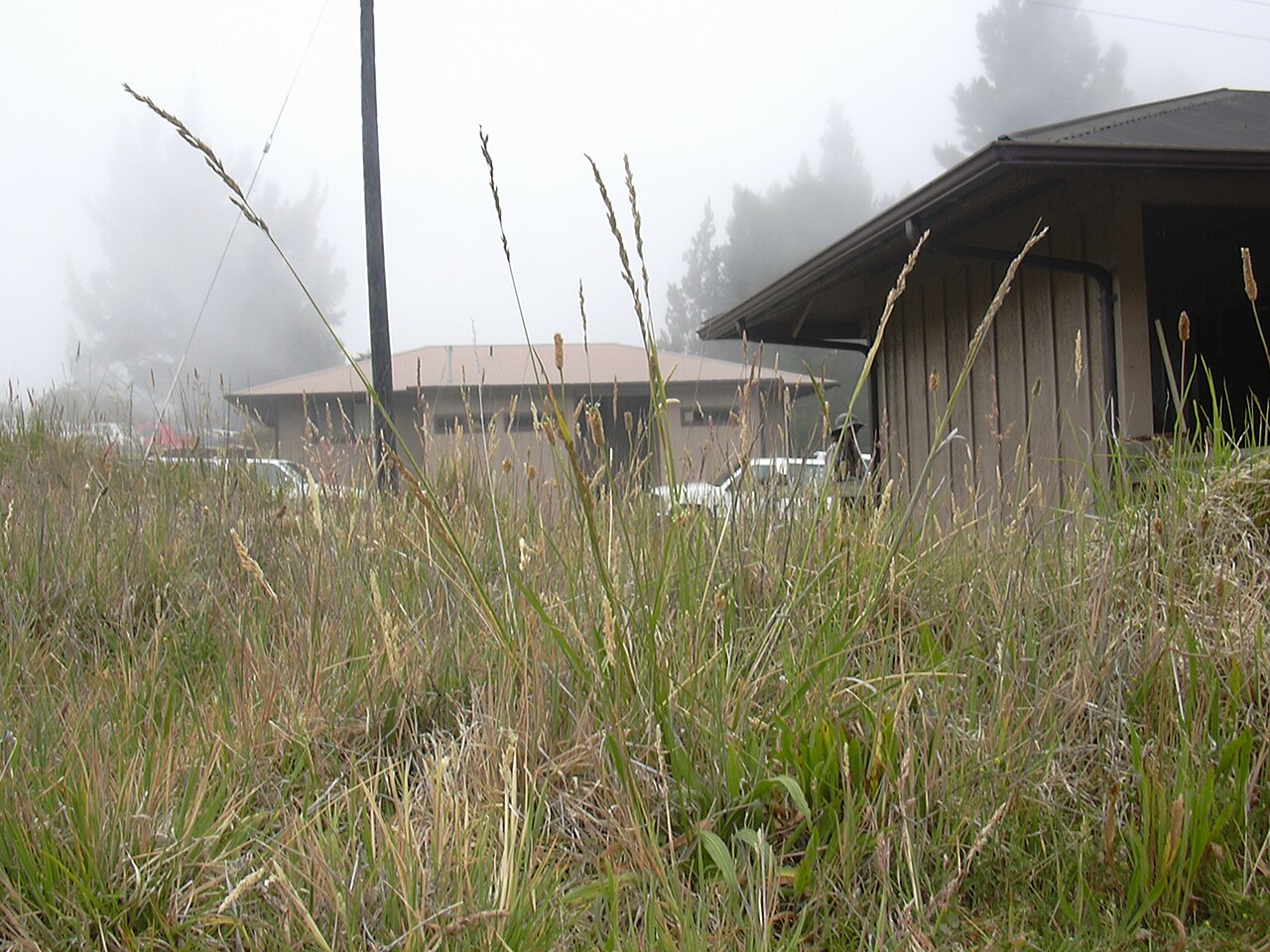 Festuca arundinacea (Tall Fescue)
