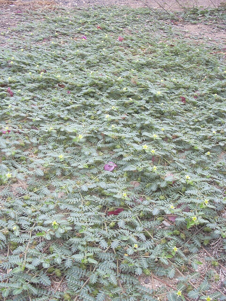 Tribulus terrestris (puncture vine) (alternate view 5)