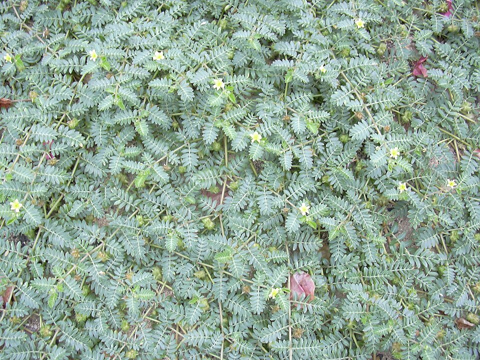 Tribulus terrestris (puncture vine) (alternate view 6)