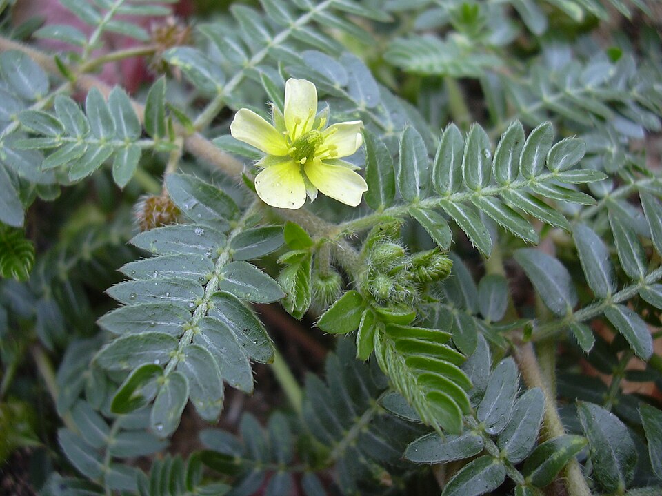 Tribulus terrestris (puncture vine) (alternate view 7)