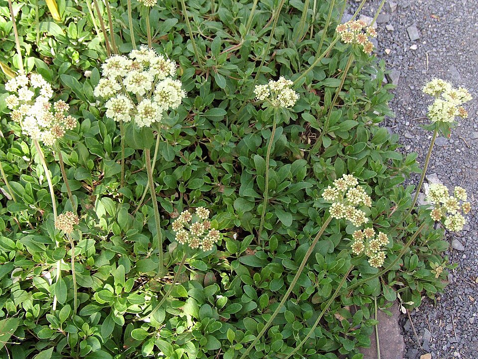 Eriogonum umbellatum (Sulfur Buckwheat) (alternate view 7)