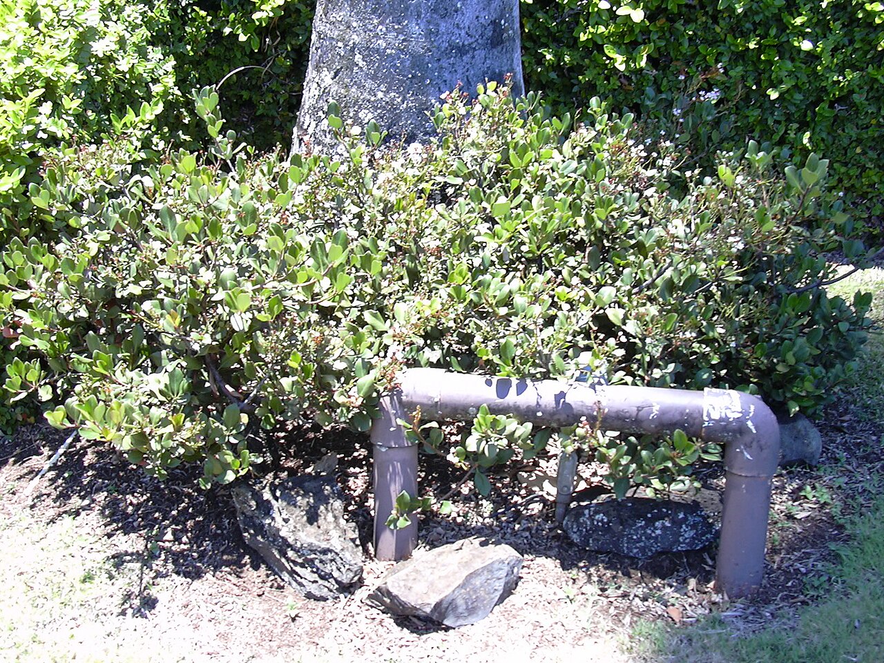 Rhaphiolepis umbellata, Yeddo hawthorn — mounding evergreen (Rosaceae) (image 7 of 10)