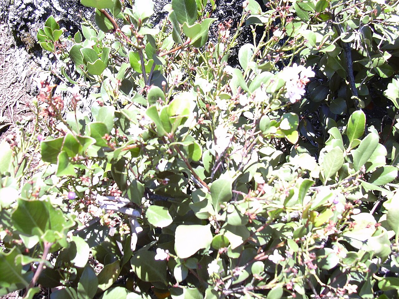 Rhaphiolepis umbellata, Yeddo hawthorn — mounding evergreen (Rosaceae) (image 8 of 10)
