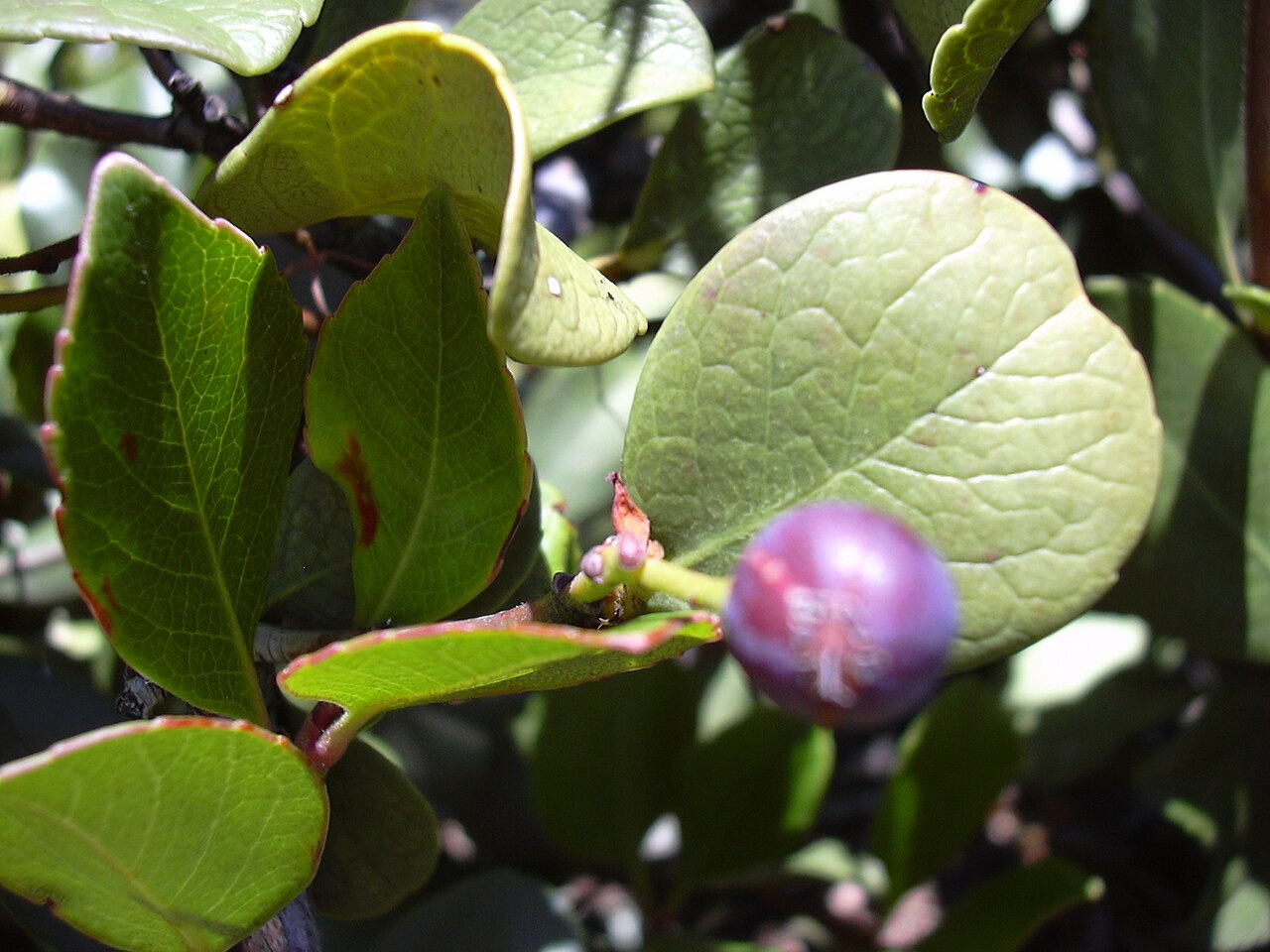 Rhaphiolepis umbellata, Yeddo hawthorn — mounding evergreen (Rosaceae) (image 9 of 10)