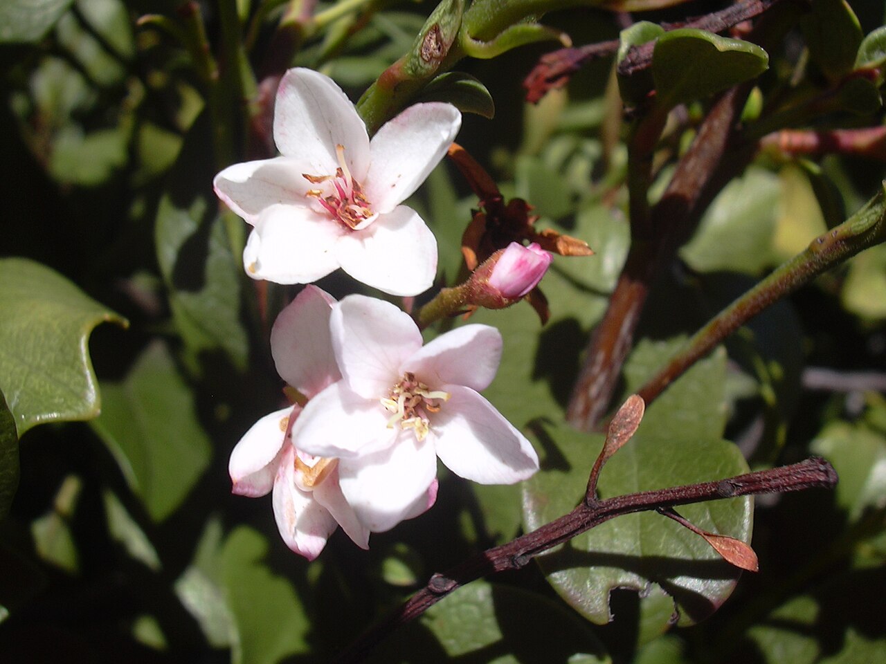 Rhaphiolepis umbellata, Yeddo hawthorn — mounding evergreen (Rosaceae) (image 10 of 10)