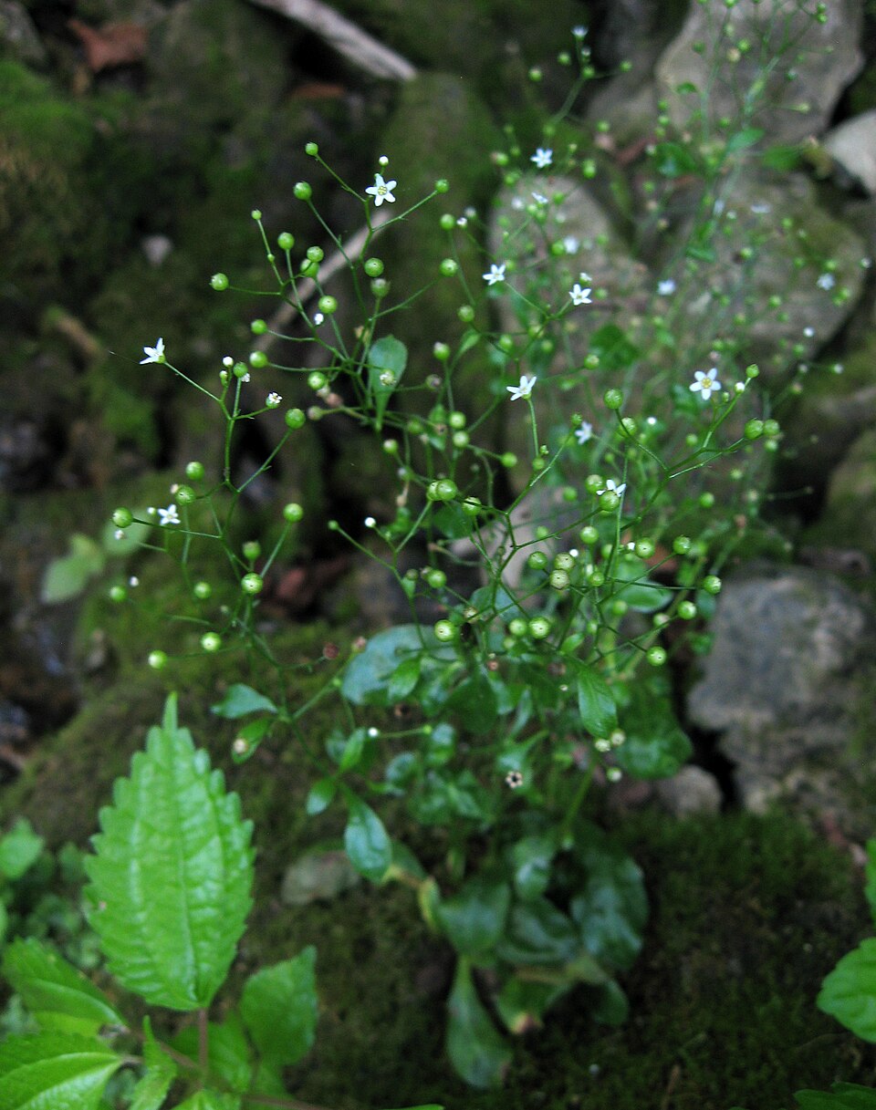 Samolus parviflorus (seaside brookweed) (alternate view 7)