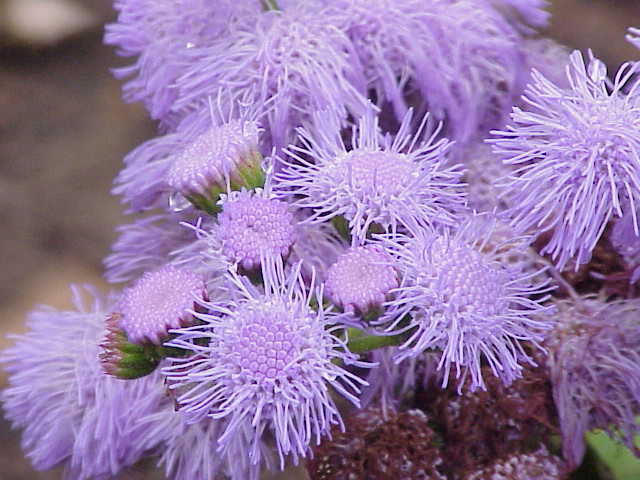 Ageratum houstonianum (Flossflower) (alternate view 6)