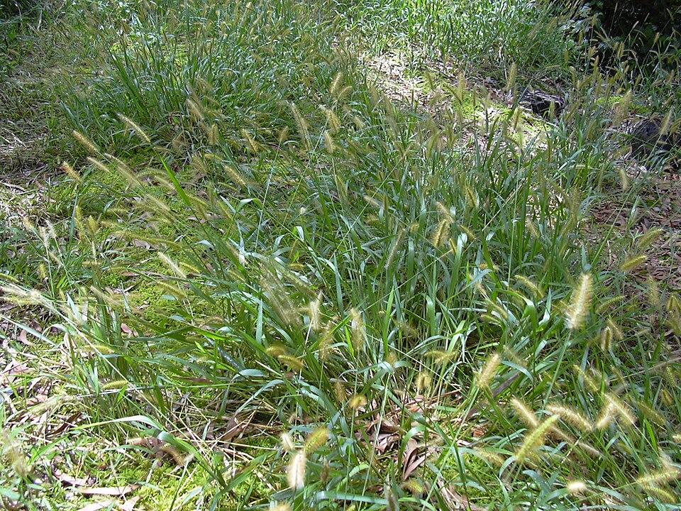 Setaria parviflora (knotroot bristlegrass) (alternate view 4)