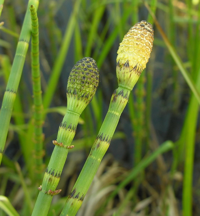 Equisetum fluviatile (water horsetail)