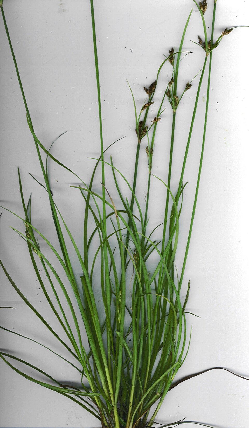 Fimbristylis dichotoma (Common Fringe-rush) (alternate view 8)