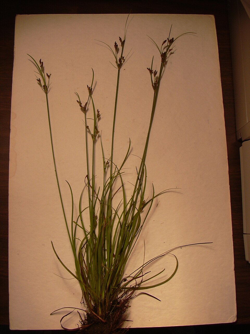 Fimbristylis dichotoma (Common Fringe-rush) (alternate view 9)