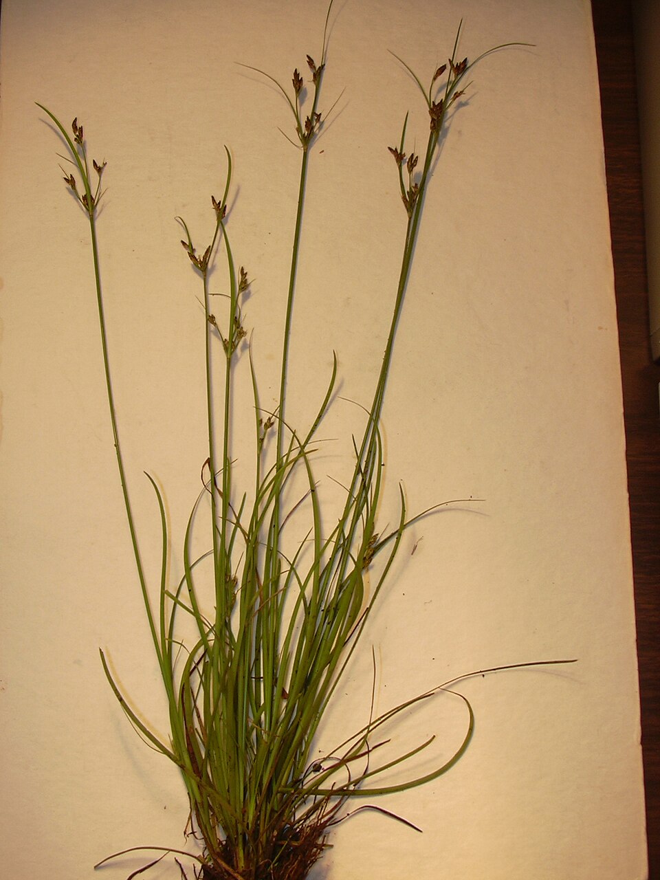 Fimbristylis dichotoma (Common Fringe-rush) (alternate view 10)