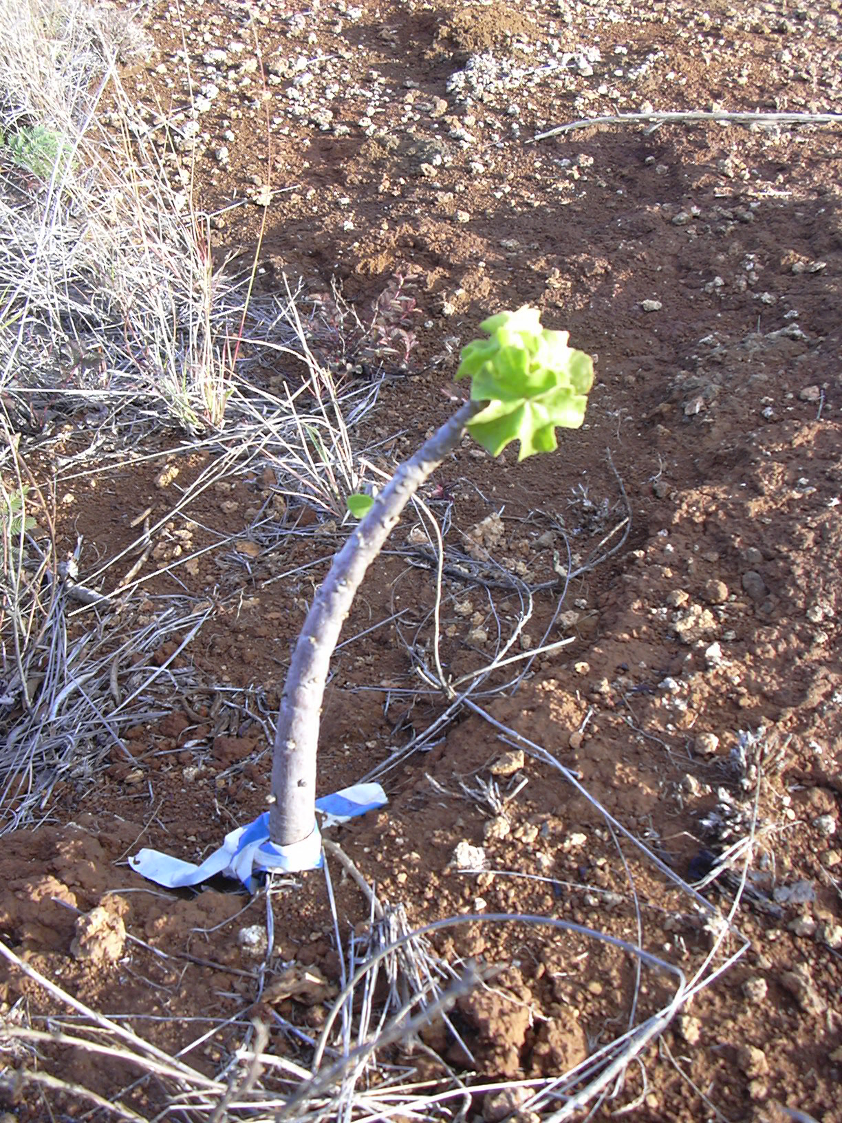 Hibiscus brackenridgei, Hawaiian yellow hibiscus — spreading semi-evergreen (Malvaceae) (image 9 of 9)