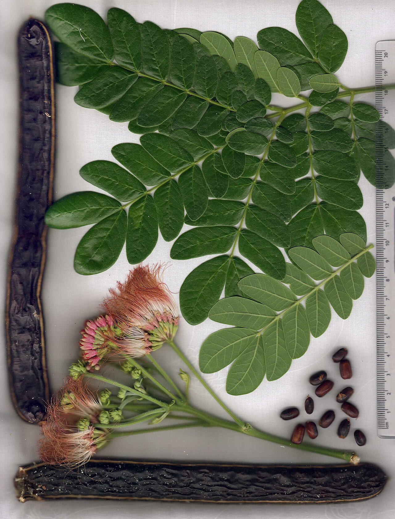Samanea saman, Monkeypod — spreading semi-evergreen (Fabaceae) (image 1 of 10)